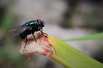 The common green bottle fly (Lucilia sericata) is a blowfly found in most areas of the world and is the most well-known of the numerous green bottle fly species