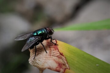 The common green bottle fly (Lucilia sericata) is a blowfly found in most areas of the world and is the most well-known of the numerous green bottle fly species
