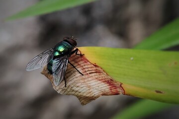 The common green bottle fly (Lucilia sericata) is a blowfly found in most areas of the world and is the most well-known of the numerous green bottle fly species