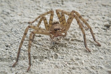 Heteropoda venatoria is a species of spider in the family Sparassidae, the huntsman spiders. It is native to the tropical regions of the world, and it is present in some subtropical areas as an introd