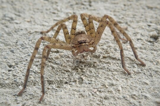 Heteropoda venatoria is a species of spider in the family Sparassidae, the huntsman spiders. It is native to the tropical regions of the world, and it is present in some subtropical areas as an introd