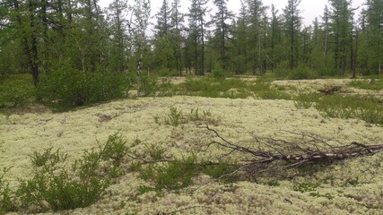 forest in the forest