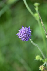 Geo-Pflad Gufferthütte Alpen Österreich Tirol Achenkirch