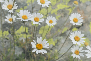 closeup white chamomile flowers in a prairie, beautiful natural blossom background