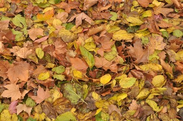 Hoja ca&iacute;das y acumuladas despu&eacute;s de un  d&iacute;a ventoso y oto&ntilde;al con predominio de tono amarillo verdoso