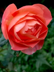 single red rose