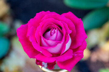 pink rose in garden