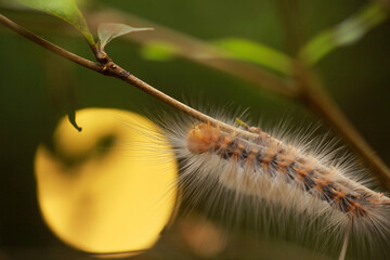 Colorful hairy caterpillar crawling on stem at sunset