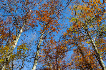 Obraz premium red uplifted autumn trees on a blue sky background, autumn outdoor scene