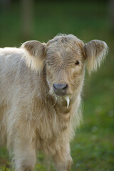 baby scottish highland cow calf with milk dripping from its mouth hairy ears and cute face backlit blonde color close up calf portrait