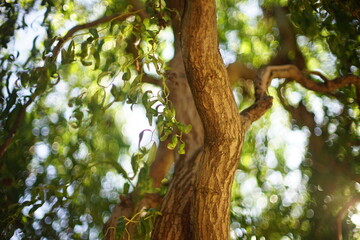 Willow curly tree with trunk with green leaves in summer day. © Omega