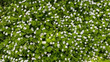 Background from green grass and white small flowers.  Beautiful natural background spring, summer.  Top view, copy space.