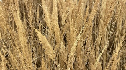 Obraz premium Dry field grass, meadow plants, beautiful blurred background. Natural natural background texture. Copy space, wallpaper.