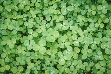 クローバーの葉　緑色の背景素材
