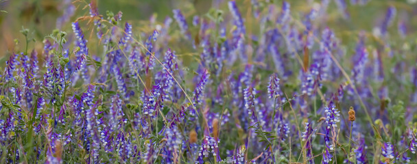 Obraz premium closeup violet prairie flowers in a grass, natural background