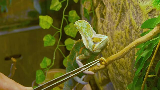 wildlife exotic - trying to feed chameleon bodyshot