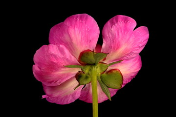 Chinese Peony (Paeonia lactiflora). Flower Closeup