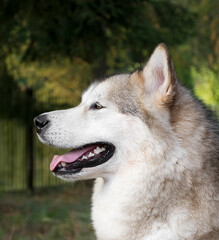 A side portrait of fluffy Alaskan Malamute girl. Furry human friend with big scary teeth, pink wet tongue and a friendly smile. Northern breed dog.