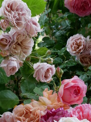 薔薇に囲まれて