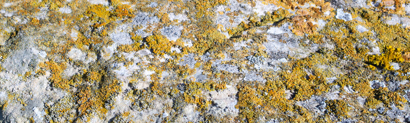 Lichen on natural stone.top view.Texture,background