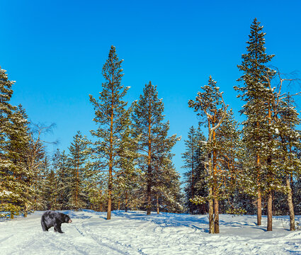 Powerful bear walks through a snowy forest