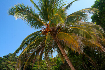 Fototapeta premium Coconuts ripen on a palm tree against a blue sky in the Similan Islands.