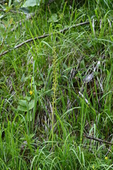 Geo-Pflad Gufferthütte Alpen Österreich Tirol Achenkirch