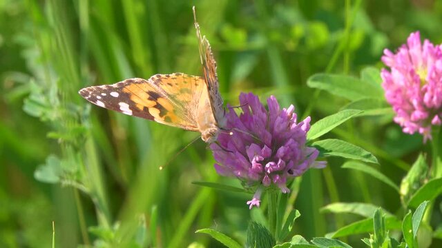 butterfly collects nectar on a flower on a sunny day in a meadow.