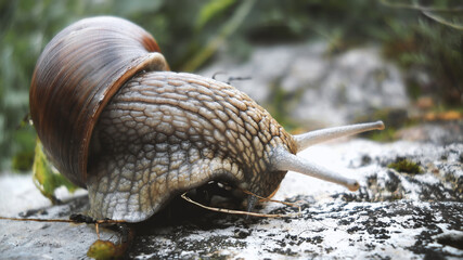 Snail on the Earth stone background