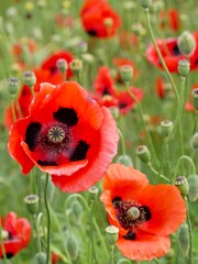 ポピー、赤と黒の花