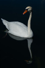 Dark mood picture of swan swimming in deep water of a lake