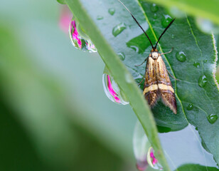 (Adelidae) fairy moths.
 Butterfly of the long-Whiskered moth family. The wingspan reaches from 16 to 23 mm. International scientific name of the Adelidae.