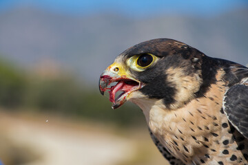 Halcón peregrino comiendo tras un vuelo en España