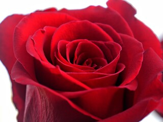 close up shot of a red blooming rose
