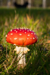 wild mushrooms in sunny autumn forest