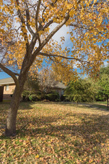 Pile of autumn leaves on front yard lawn of suburban house near Dallas, Texas, USA