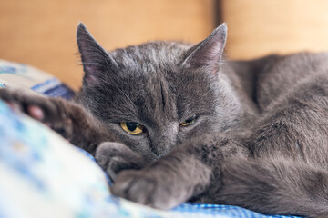 Grey cat with yellow eyes resting, putting his paw under his head