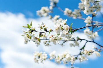 Spring blooming cherry trees with white flowers in the garden against the blue sky