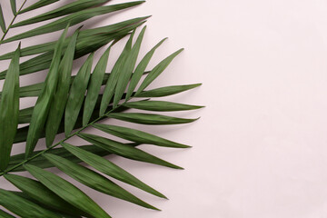 Green palm leaves on pink background wih copy space