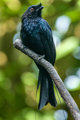 The greater racket-tailed drongo (Dicrurus paradiseus) is a medium-sized Asian bird which is distinctive in having elongated outer tail feathers with webbing restricted to the tips. 