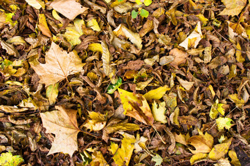 Withered autumn leaves pattern background
