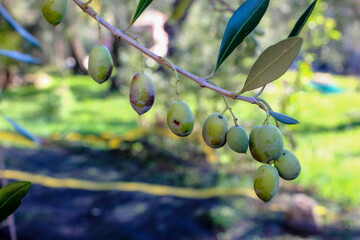 Mediteranean green and black olive trees farm. Olive branch with ripe fresh olives ready for...