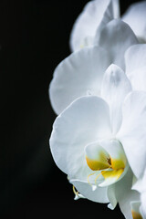 Fototapeta na wymiar White orchid flower dark picture.