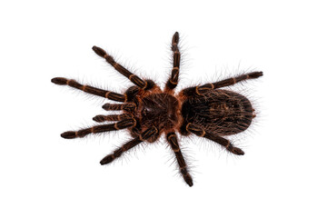 Chaco goldenknee tarantula spider on white