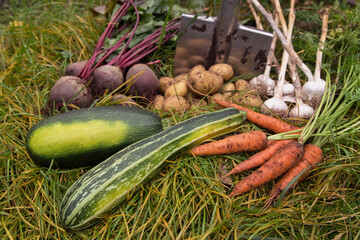 Bunch of fresh raw organic vegetables in grass in garden. Autumn harvest, farming