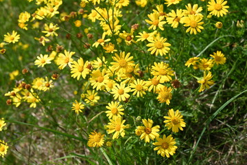 Mariensteig am Achensee bei Achenkirch Tirol Österreich