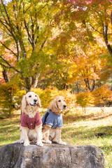 蓼科湖／ゴールデンレトニエル