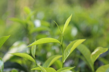 Fototapeta na wymiar Tea leaves 