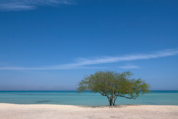 A single tree by the beach with a cloudy sky