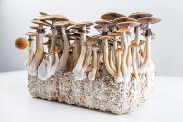 psychedelic magic mushrooms grow psilocybe © YARphotographer